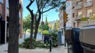 Cau un dels arbres de Miquel Reverter per causes que es desconeixen